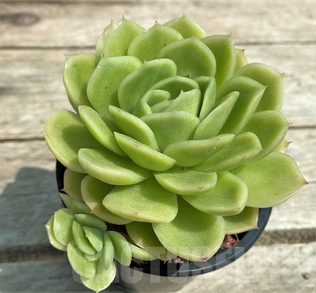 SHPR28561 Echeveria 'Gilva'