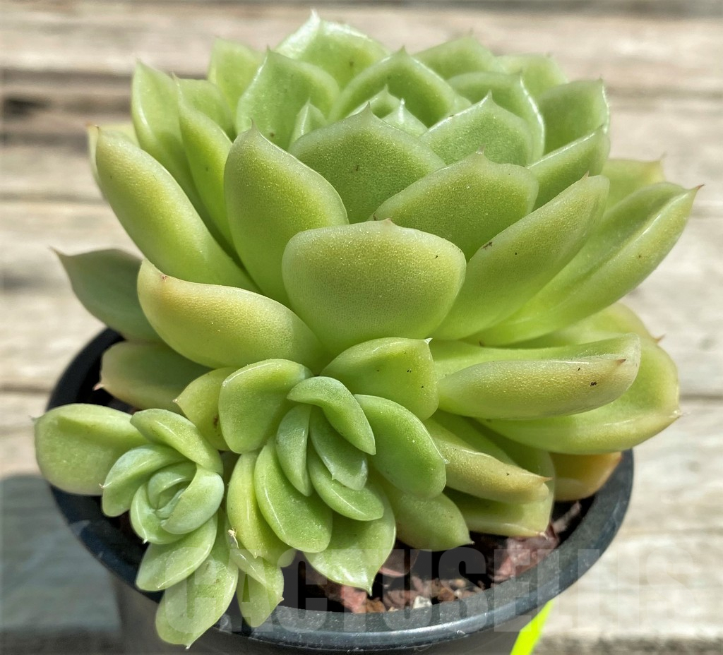 SHPR28561 Echeveria 'Gilva' - Image 2