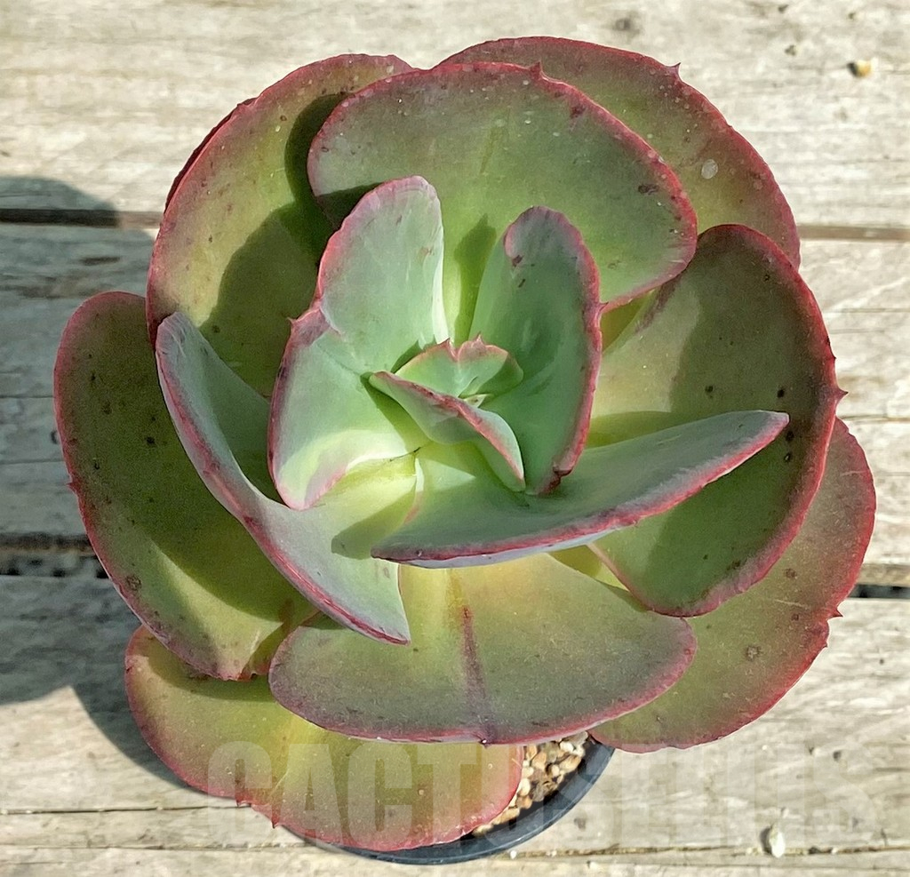 SHPR28563 Echeveria ‘Suyon’ - immagine 2