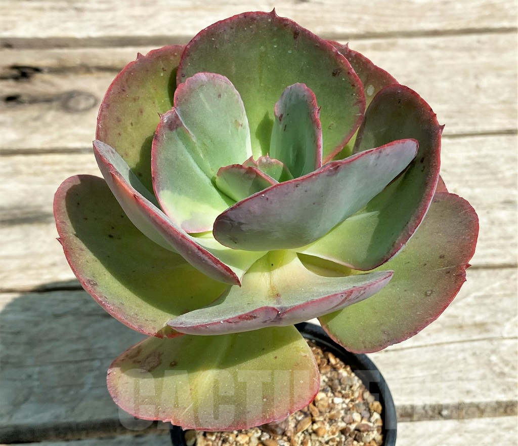 SHPR28563 Echeveria ‘Suyon’