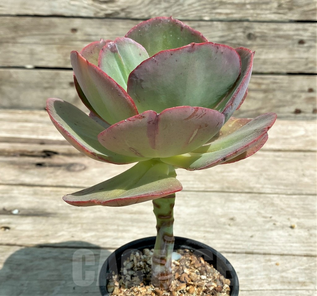 SHPR28563 Echeveria ‘Suyon’ - immagine 3