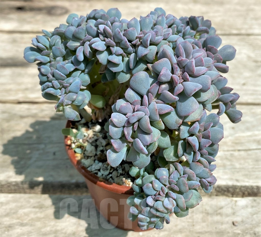 SHPR28564 Echeveria 'Cubic Frost' f. cristata