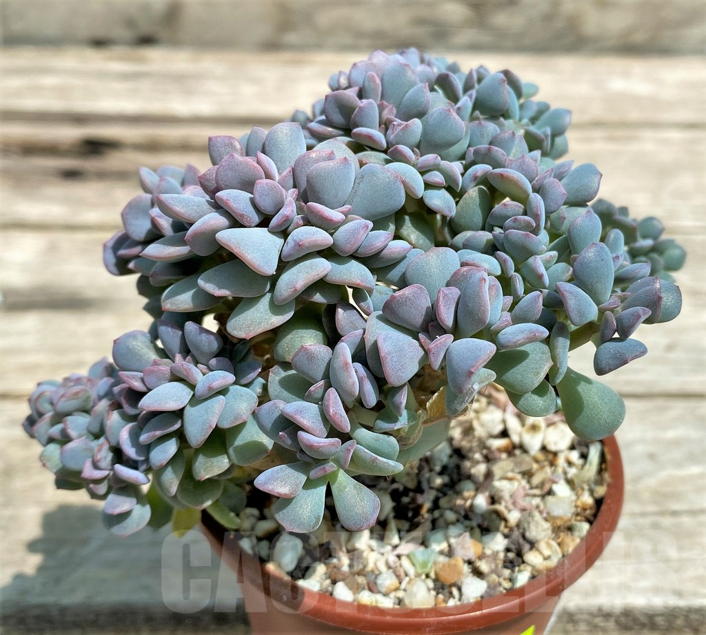 SHPR28564 Echeveria 'Cubic Frost' f. cristata - immagine 2