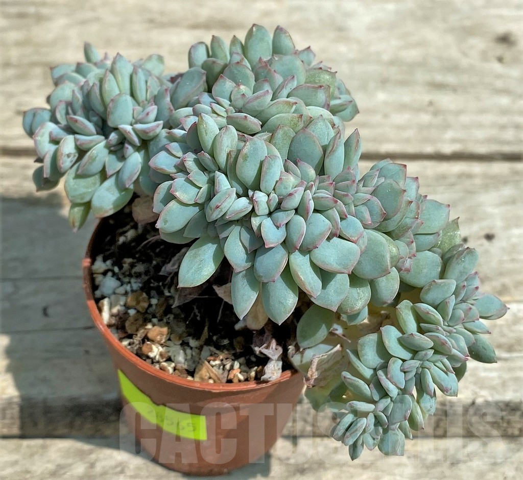 SHPR28565 Echeveria ‘Pink Edge’ f. cristata - immagine 2