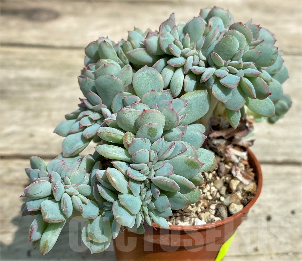 SHPR28565 Echeveria ‘Pink Edge’ f. cristata