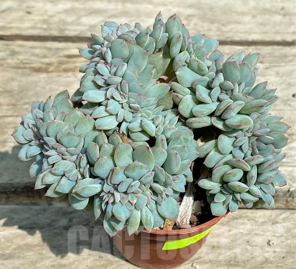 SHPR28566 Echeveria ‘Pink Edge’ f. cristata