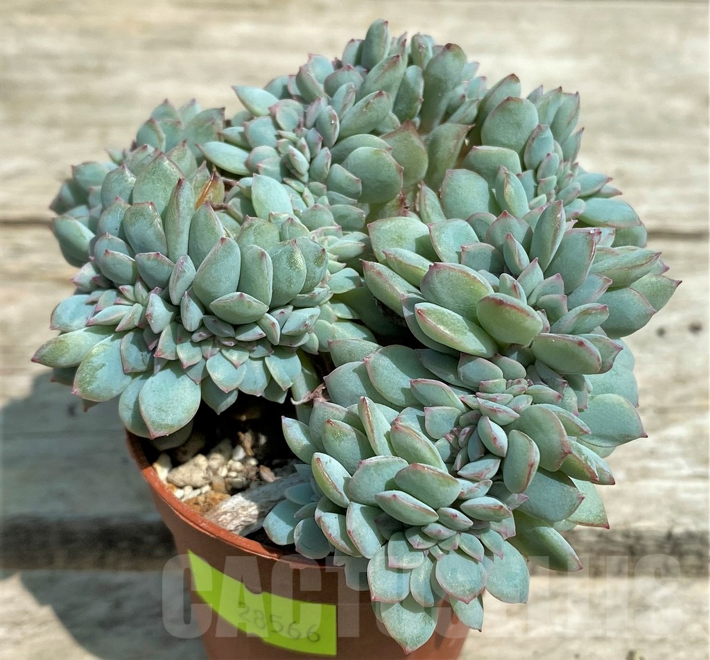 SHPR28566 Echeveria ‘Pink Edge’ f. cristata - immagine 2