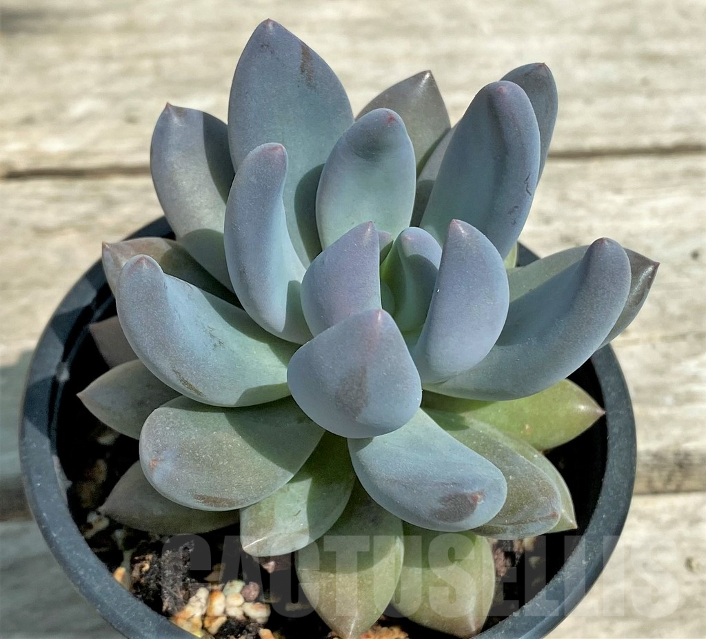 SHPR28567 Sedeveria 'Blue mist'