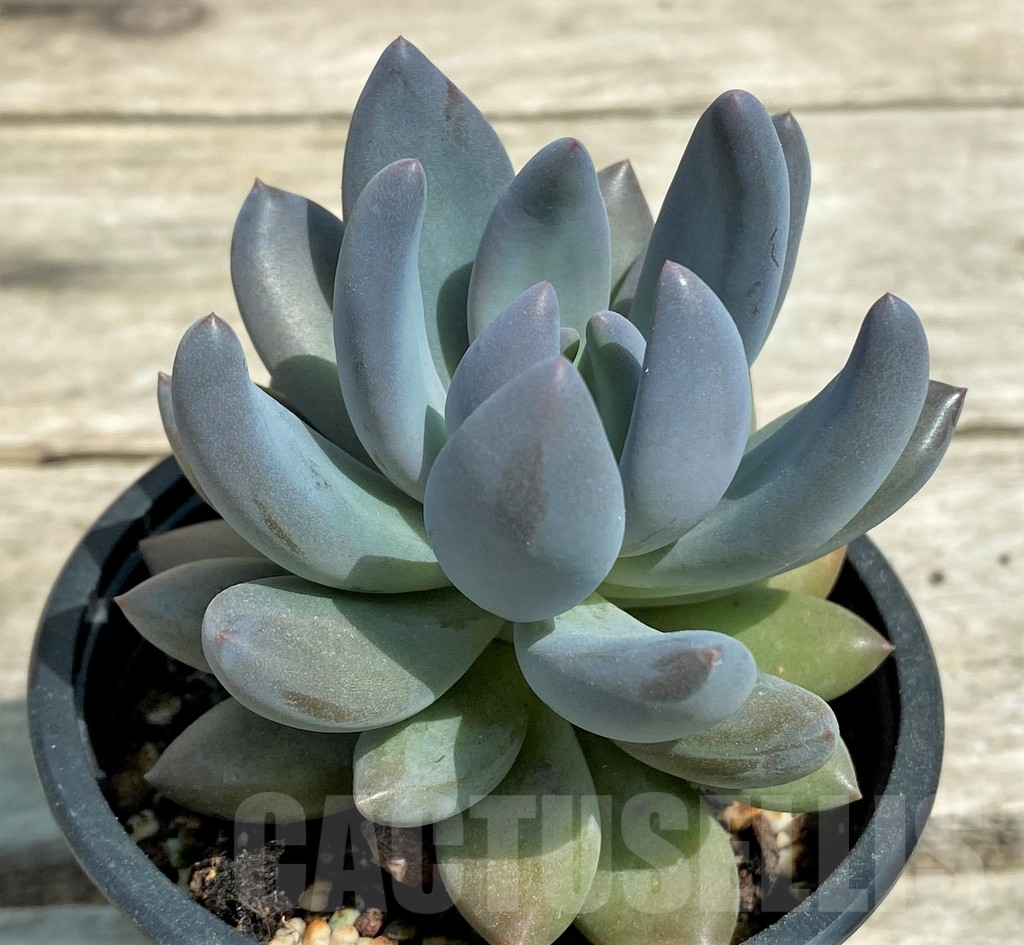 SHPR28567 Sedeveria 'Blue mist' - immagine 2