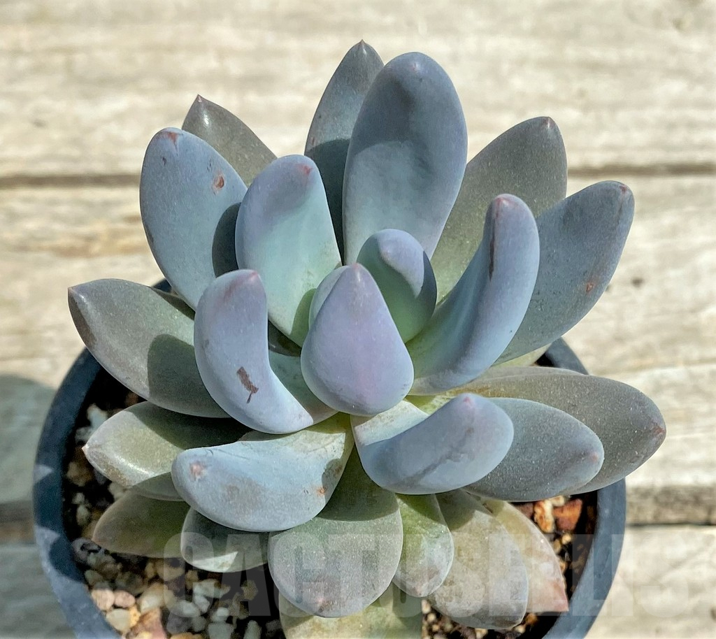 SHPR28569 Sedeveria 'Blue mist'