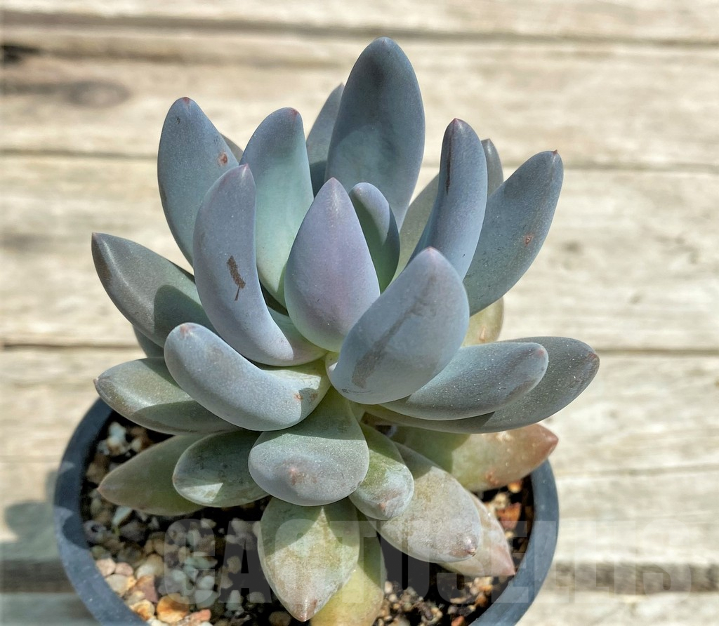 SHPR28569 Sedeveria 'Blue mist' - Image 2