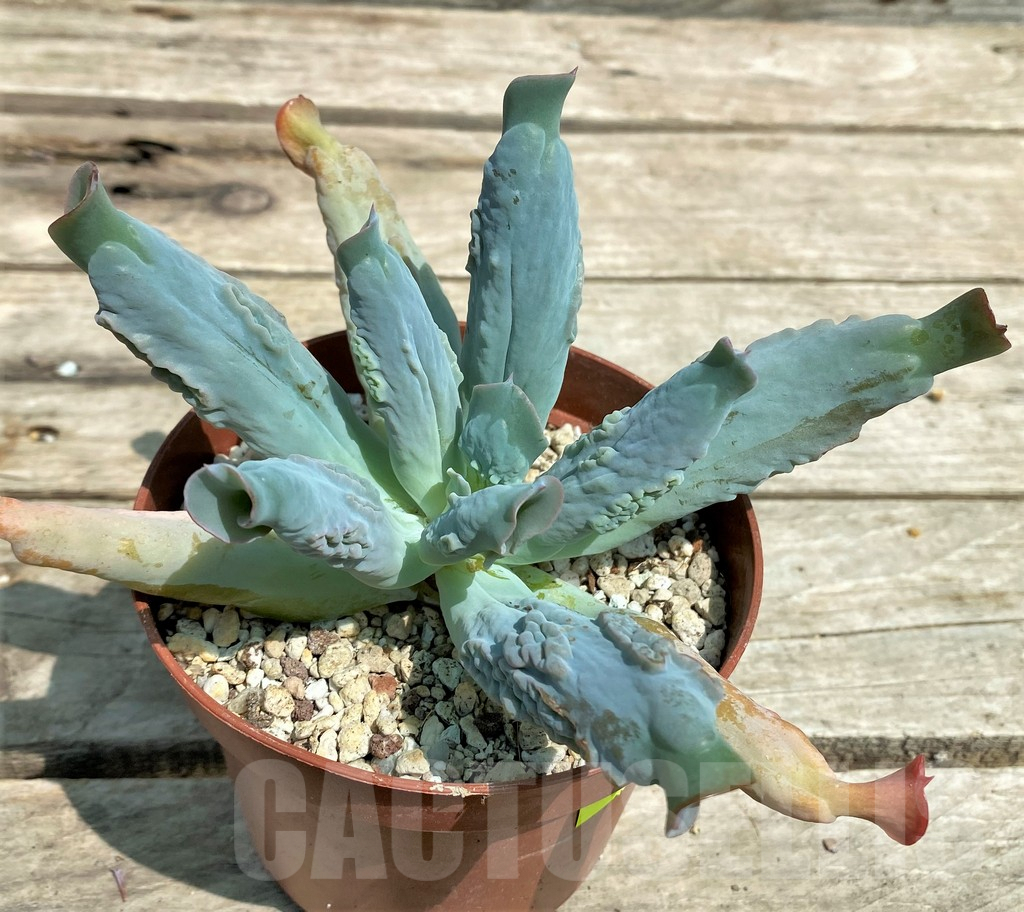 SHPR28570 Echeveria 'Culibra' - Image 2