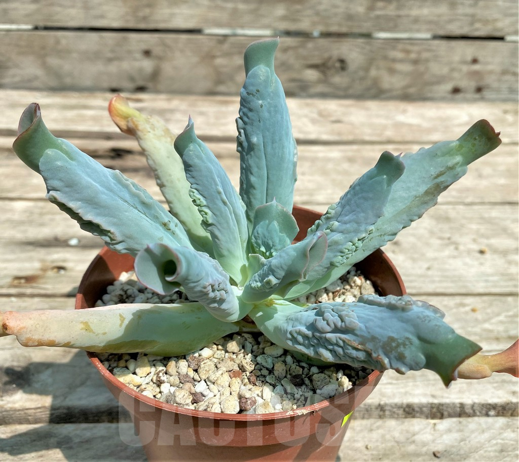 SHPR28570 Echeveria 'Culibra'