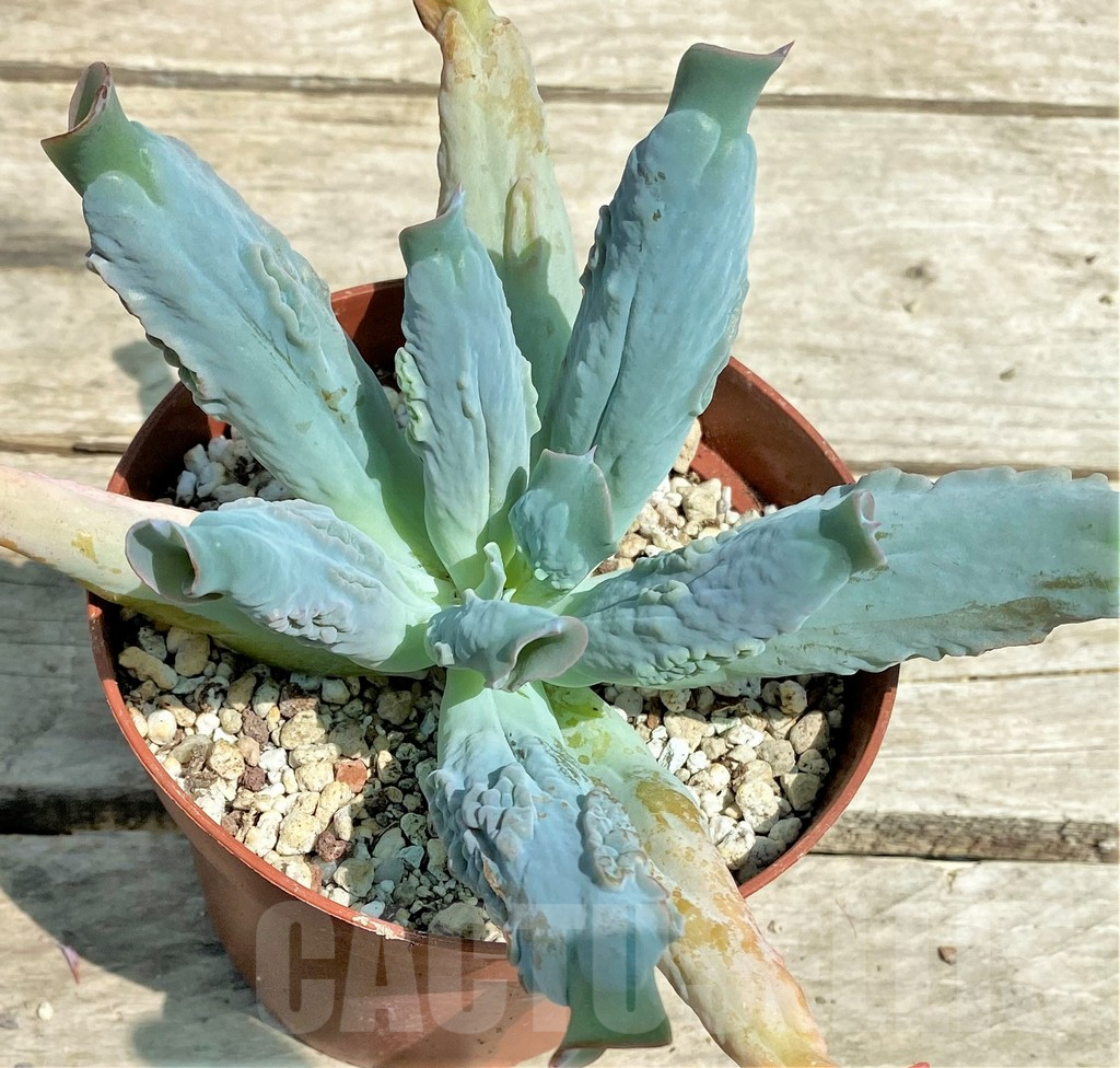 SHPR28570 Echeveria 'Culibra' - Image 3