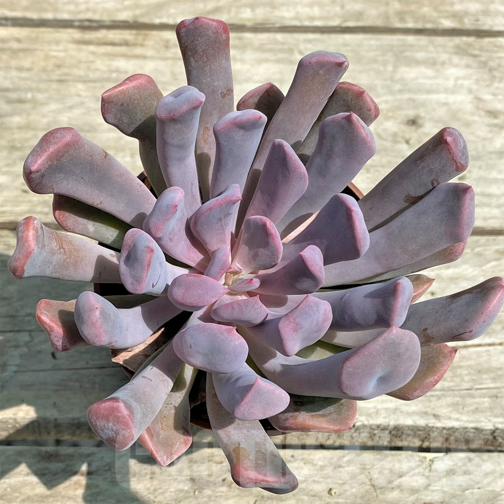 SHPR28572 Graptoveria 'Lilac spoons' - Image 2