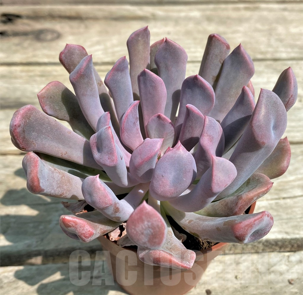 SHPR28572 Graptoveria 'Lilac spoons'