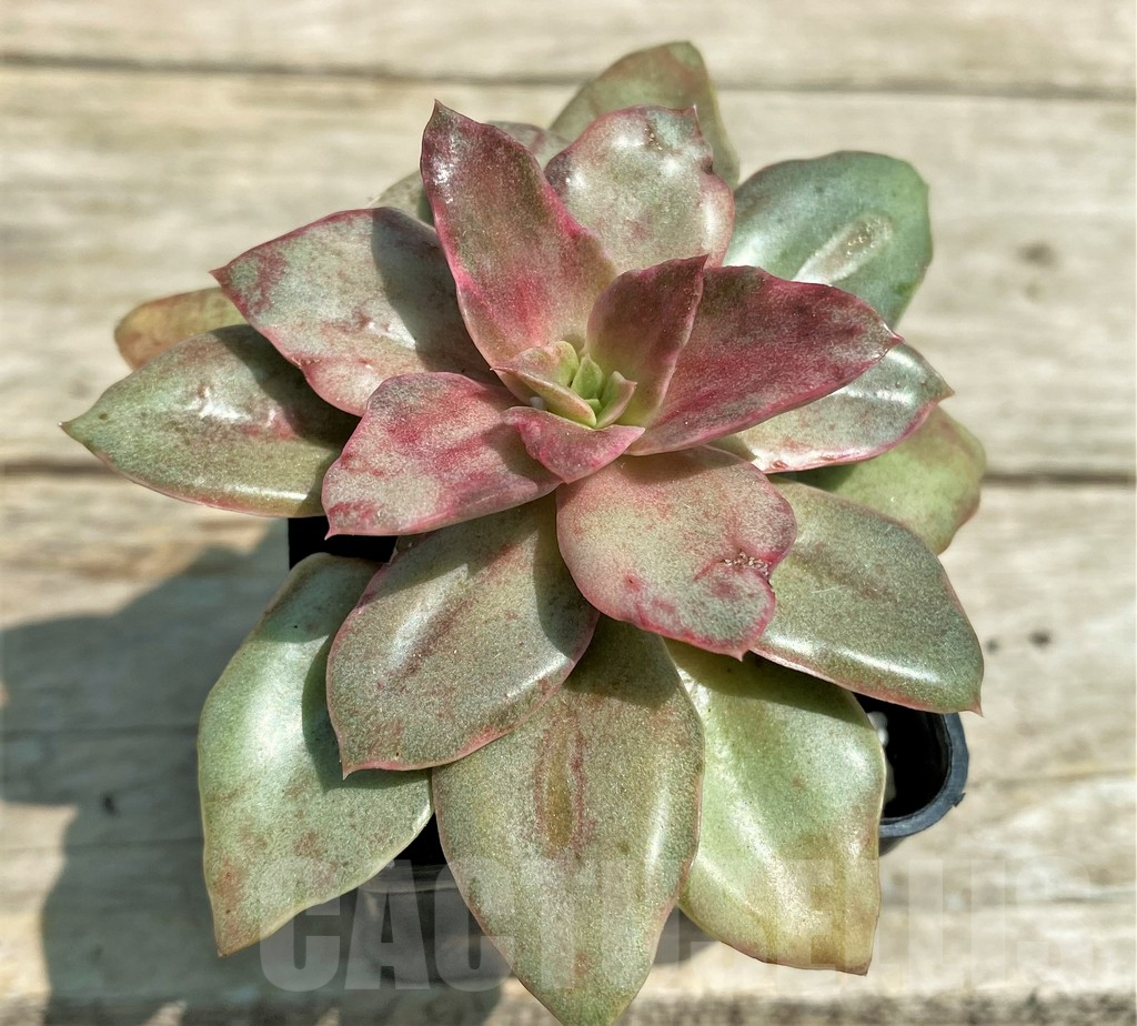 SHPR28573 Echeveria ‘Yamato-mo-nai’ f. variegata