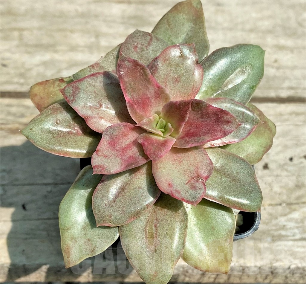 SHPR28573 Echeveria ‘Yamato-mo-nai’ f. variegata - Image 2