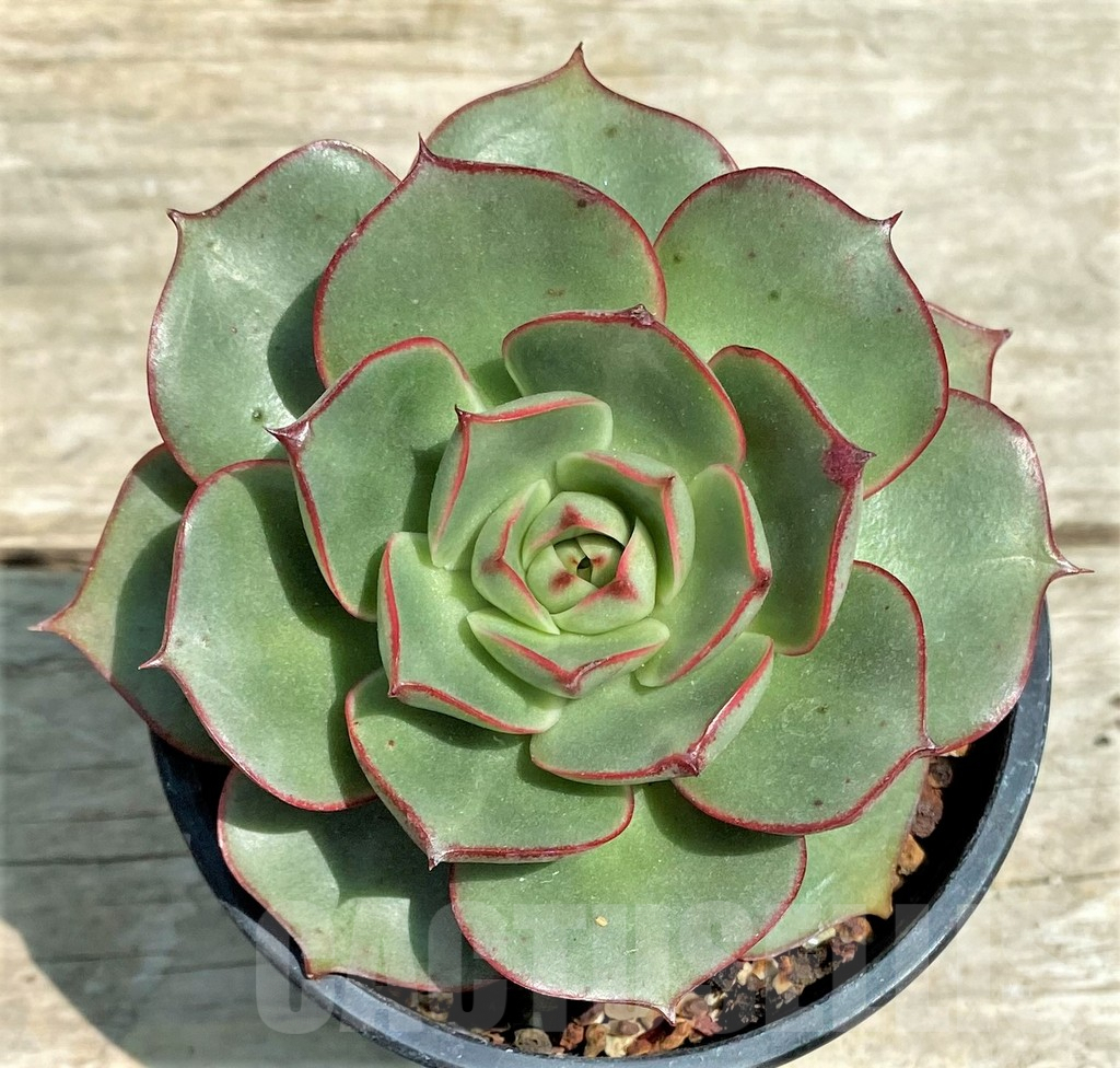 SHPR28575 Echeveria ‘Matador’ - Image 2