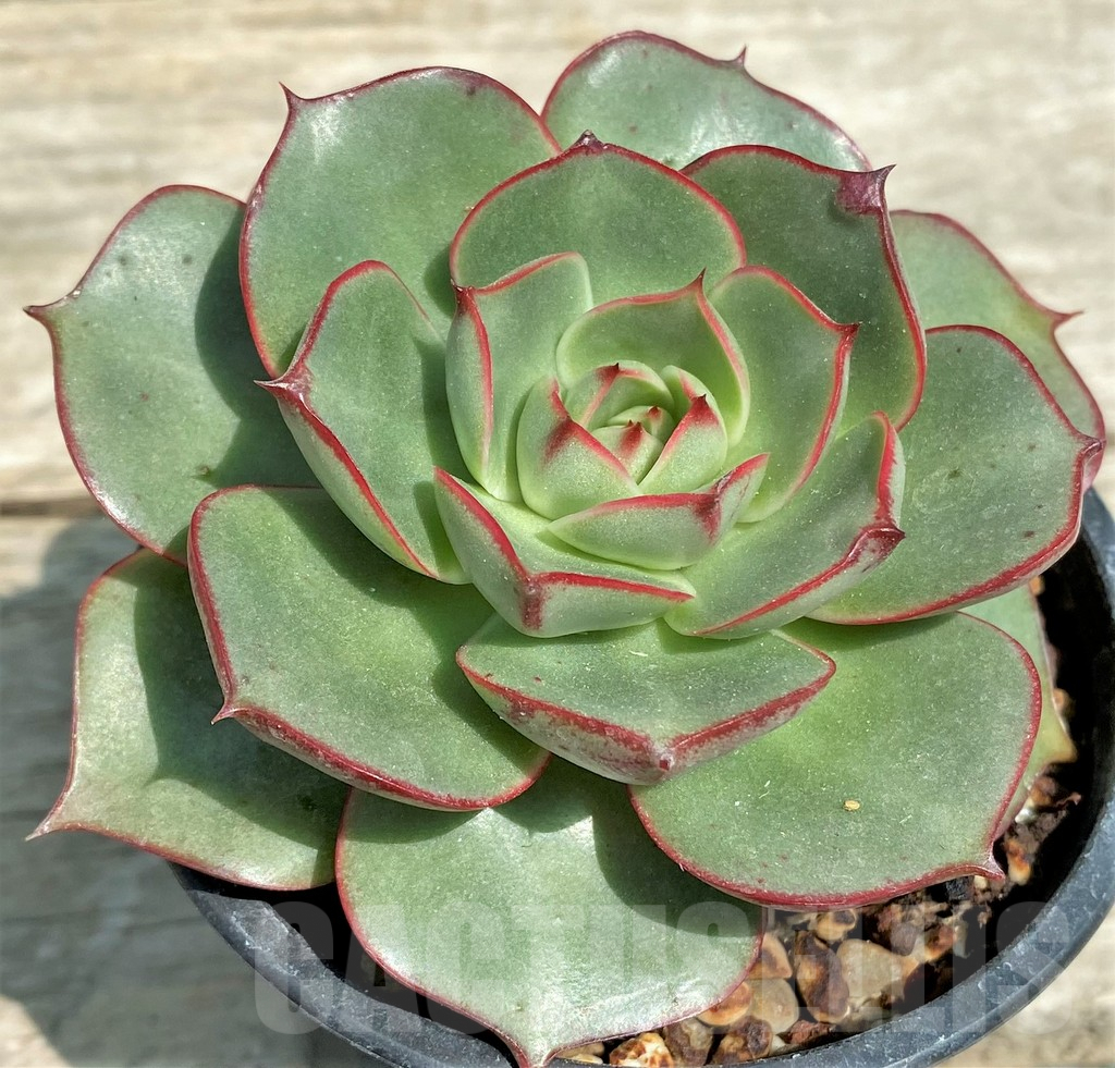 SHPR28575 Echeveria ‘Matador’