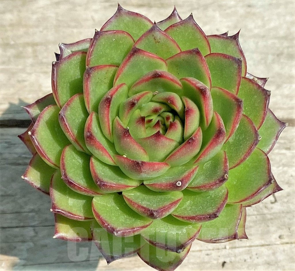 SHPR28577 Echeveria pulidonis hybrid