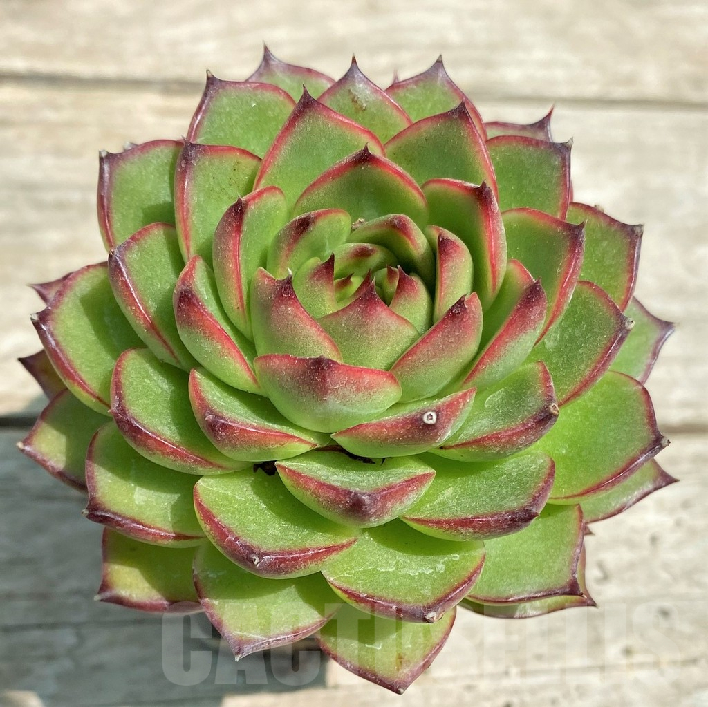 SHPR28577 Echeveria pulidonis hybrid - Image 2