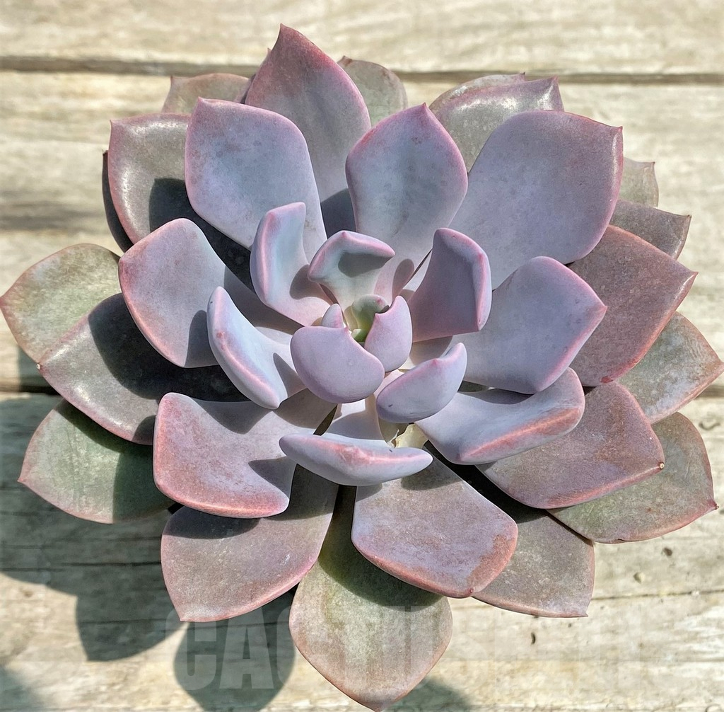 SHPR28579 Graptoveria 'Debbie'