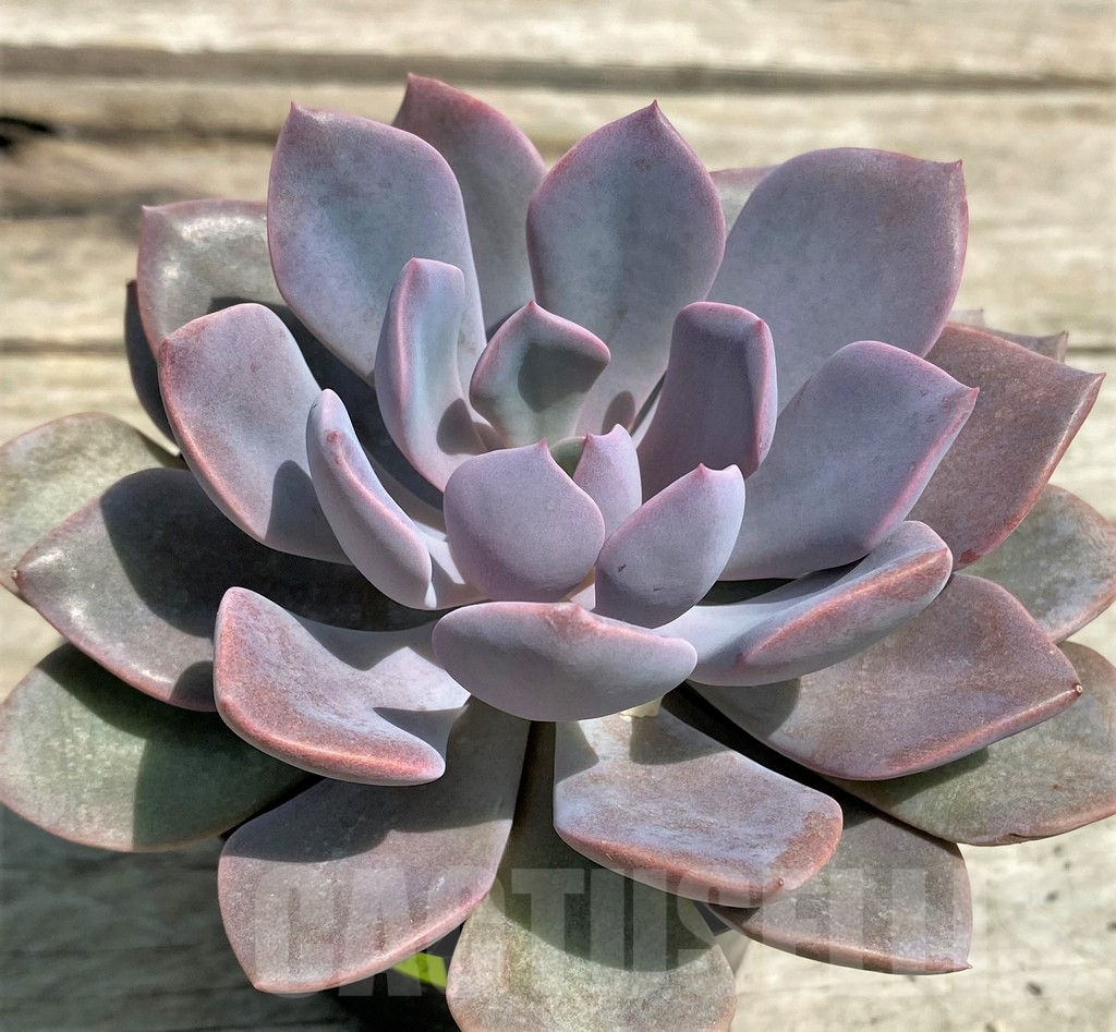 SHPR28579 Graptoveria 'Debbie' - Image 2