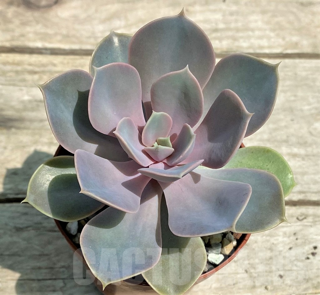 SHPR28580 Echeveria 'Purple Pearl Von Nurnberg'