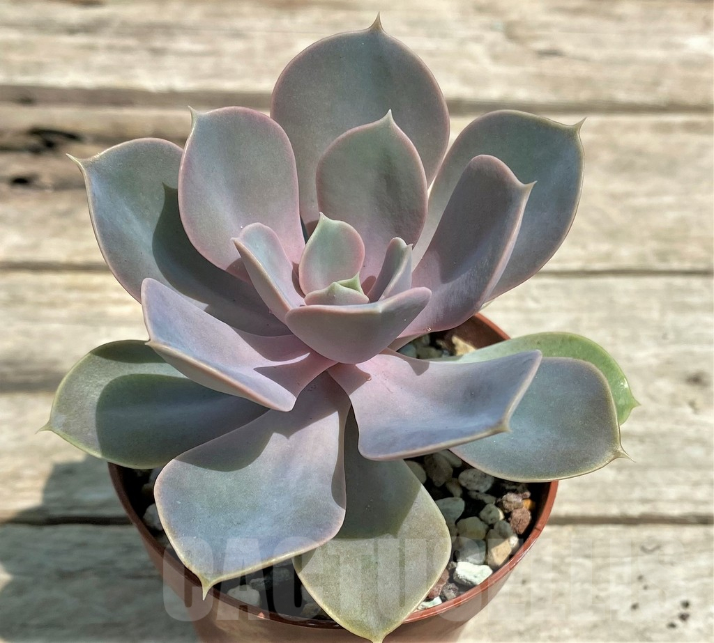 SHPR28580 Echeveria 'Purple Pearl Von Nurnberg' - Image 2
