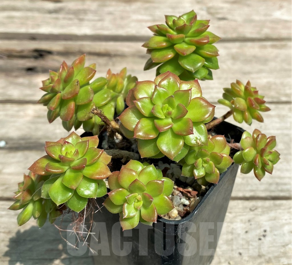 SHPR28582 Sedeveria 'Letizia'