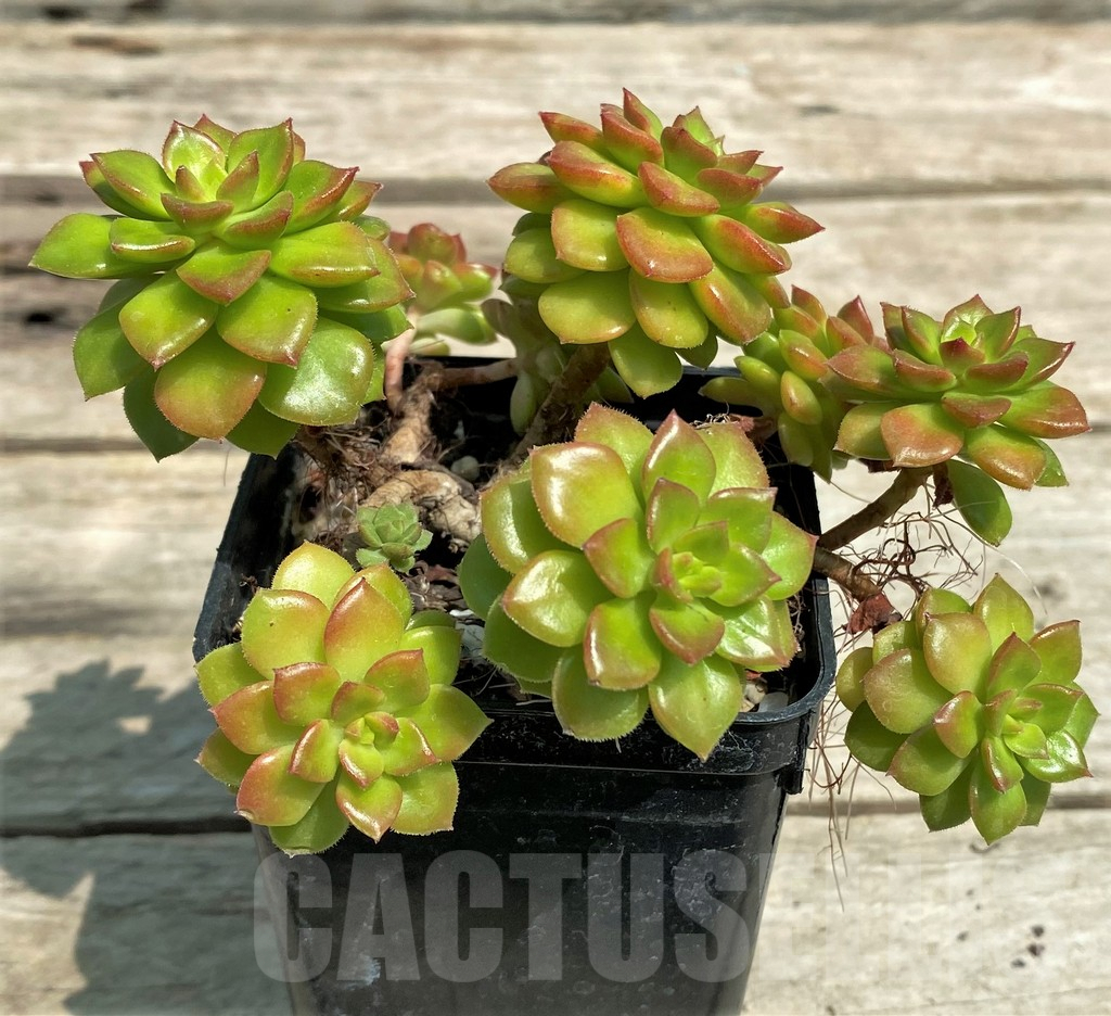 SHPR28582 Sedeveria 'Letizia' - Image 2