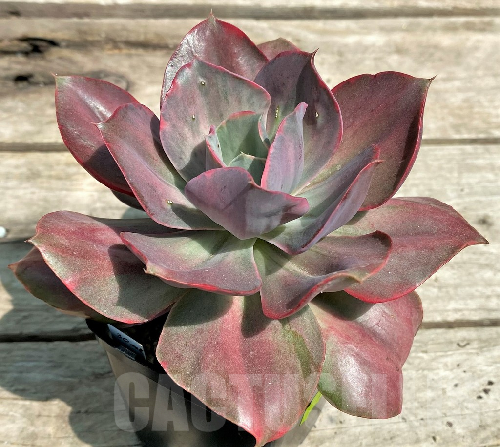 SHPR25382 Echeveria 'Iyra' f. variegata