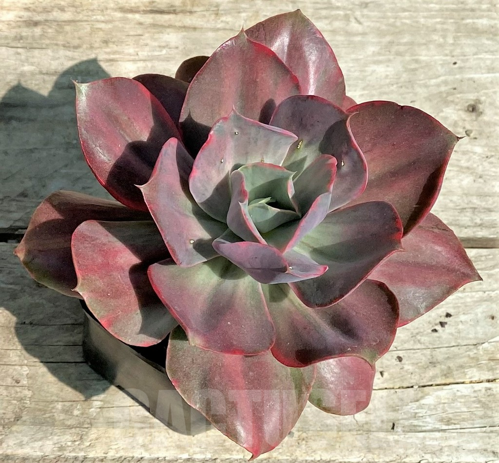 SHPR25382 Echeveria 'Iyra' f. variegata - immagine 2