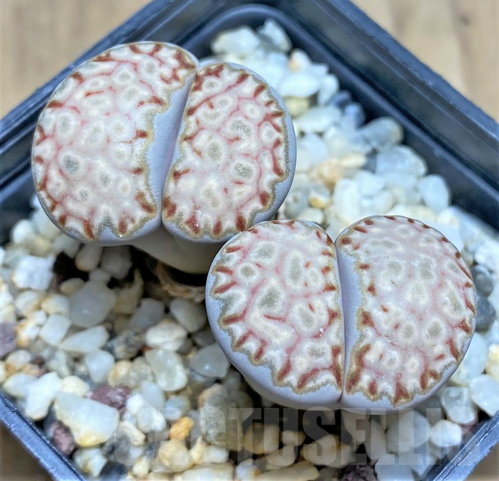 SHPR28458 Lithops julii v. fulleri C161