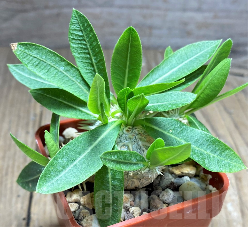 SHPR28517 Pachypodium brevicaule