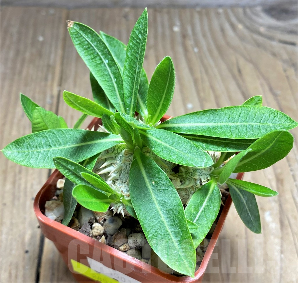 SHPR28517 Pachypodium brevicaule - Imagen 2