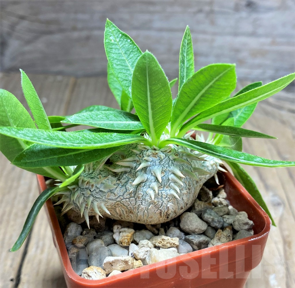 SHPR28517 Pachypodium brevicaule - Imagen 3