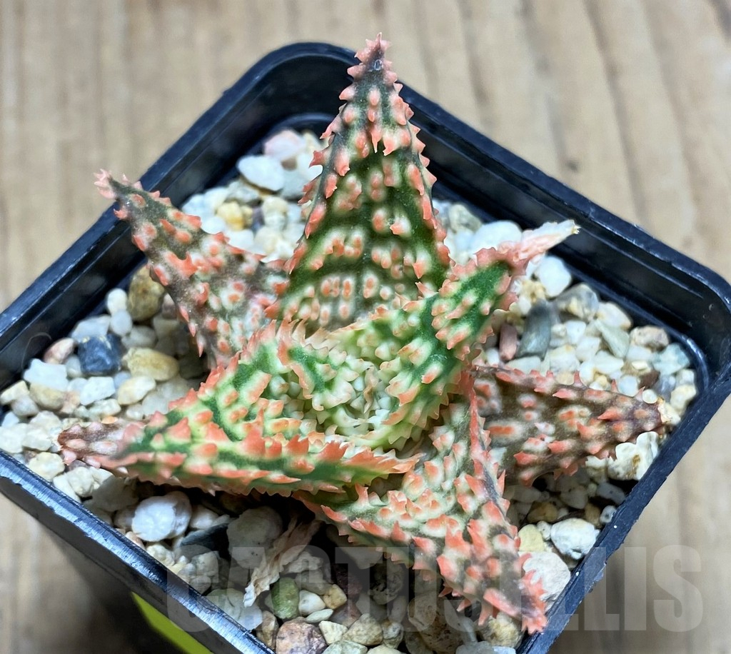 SHPR28518 Aloe TCT hybrid - Imagen 2