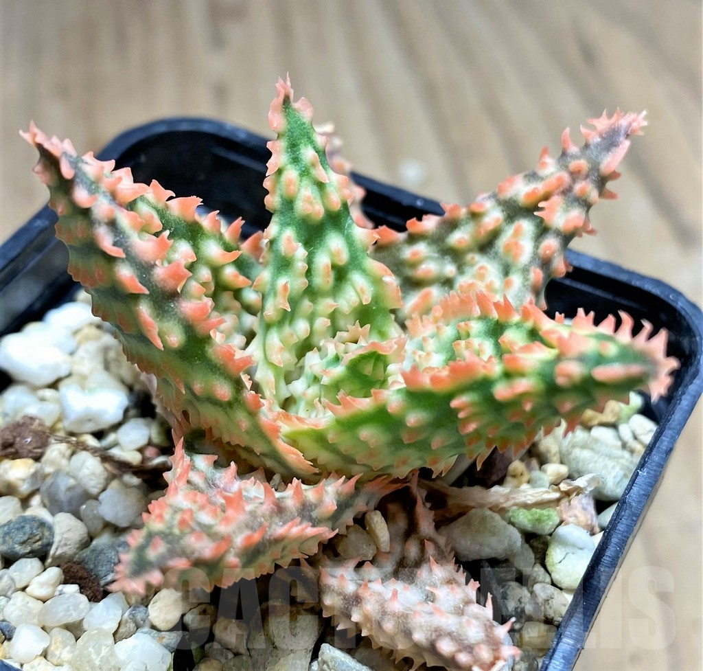 SHPR28518 Aloe TCT hybrid