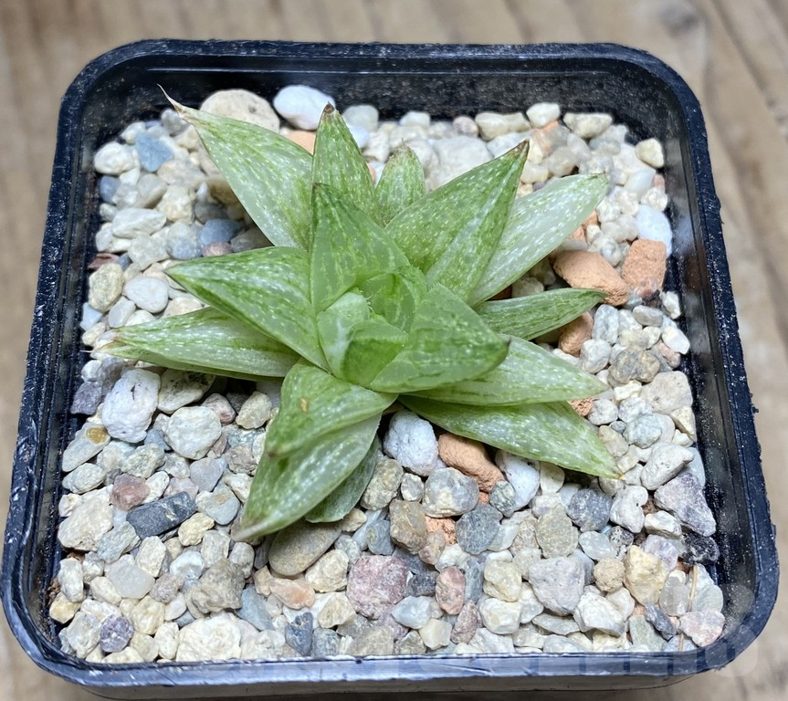 VVG28649 Haworthia turgida f. variegata ‘Rock Sugar’ – Bild 2
