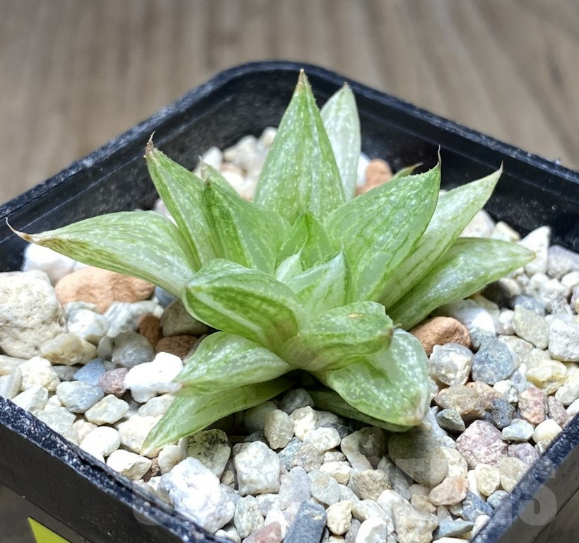 VVG28649 Haworthia turgida f. variegata ‘Rock Sugar’