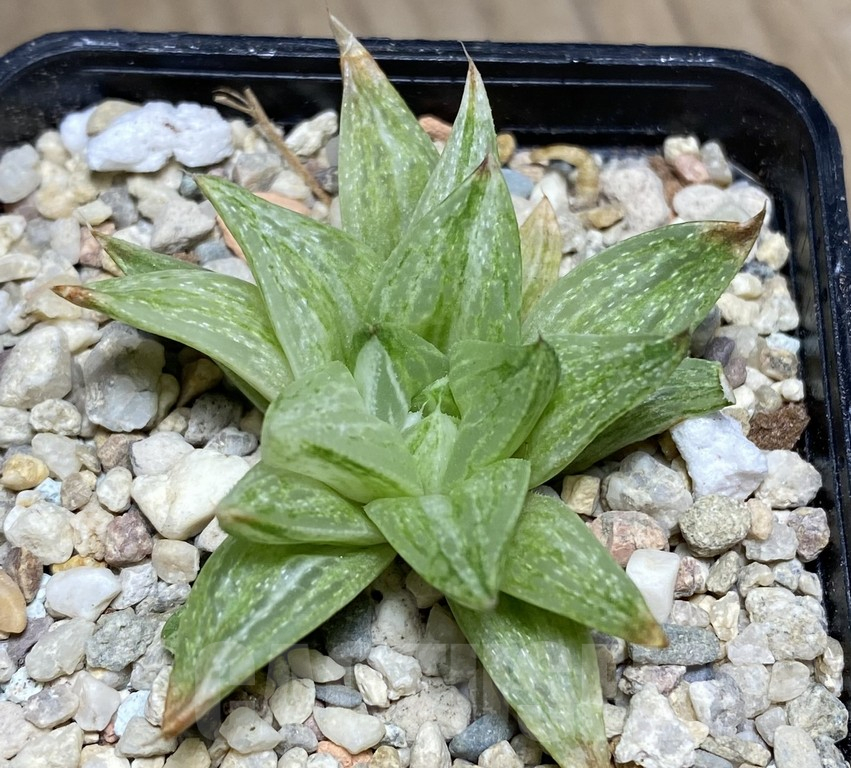 VVG28650 Haworthia turgida f. variegata ‘Rock Sugar’