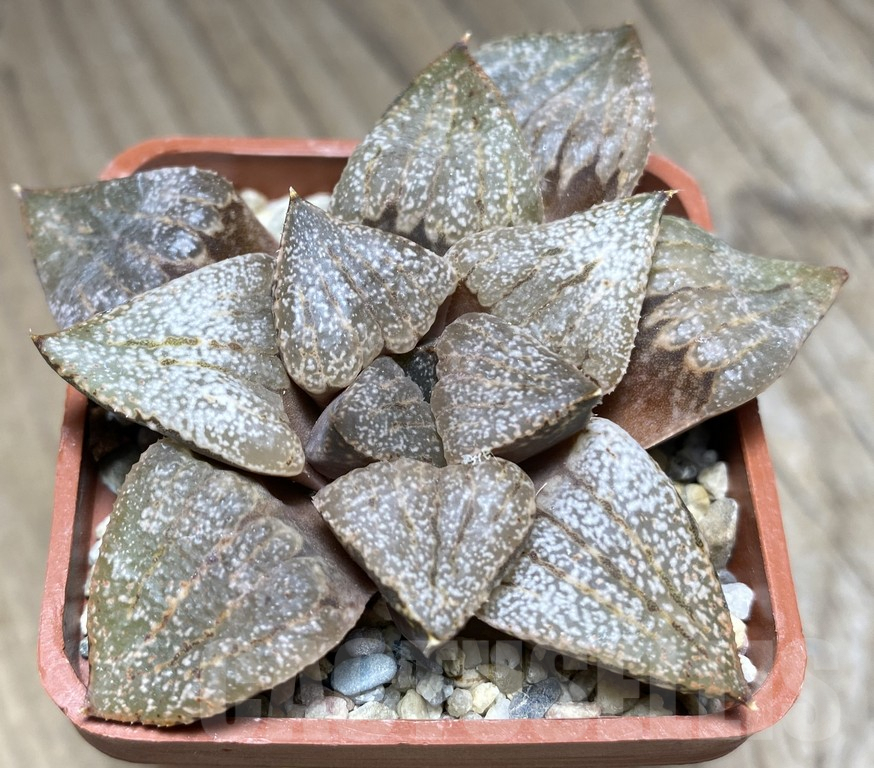 VVG28663 Haworthia picta
