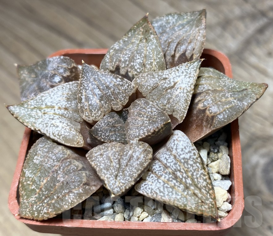 VVG28663 Haworthia picta - Image 2