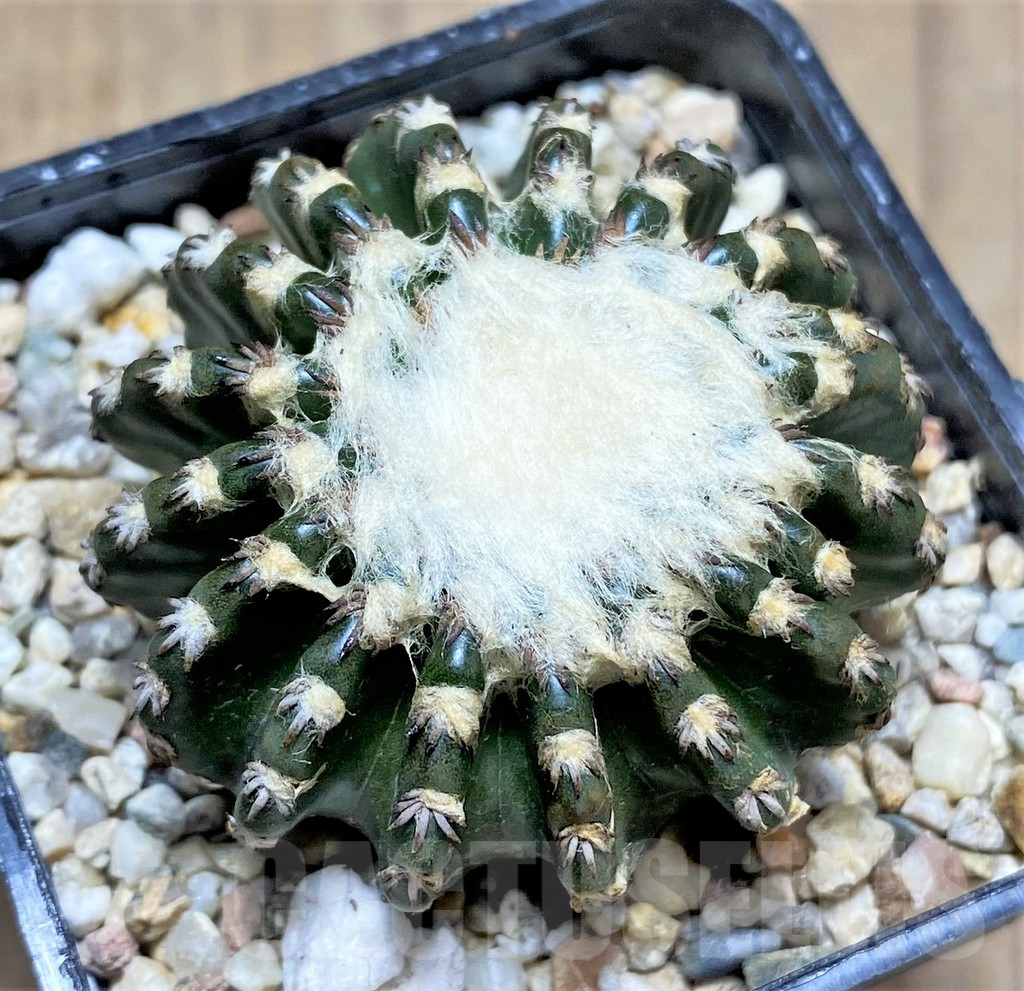 SHPR28700 Discocactus horstii