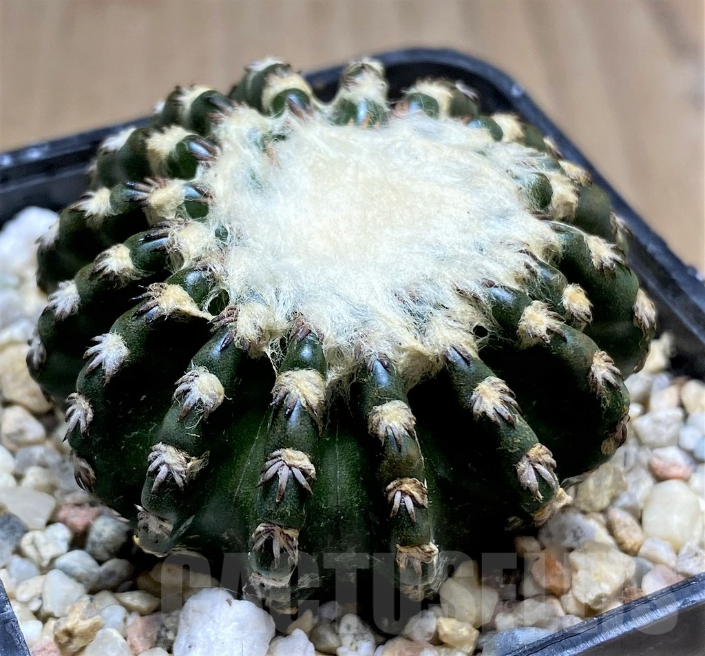 SHPR28700 Discocactus horstii - 画像 (2)