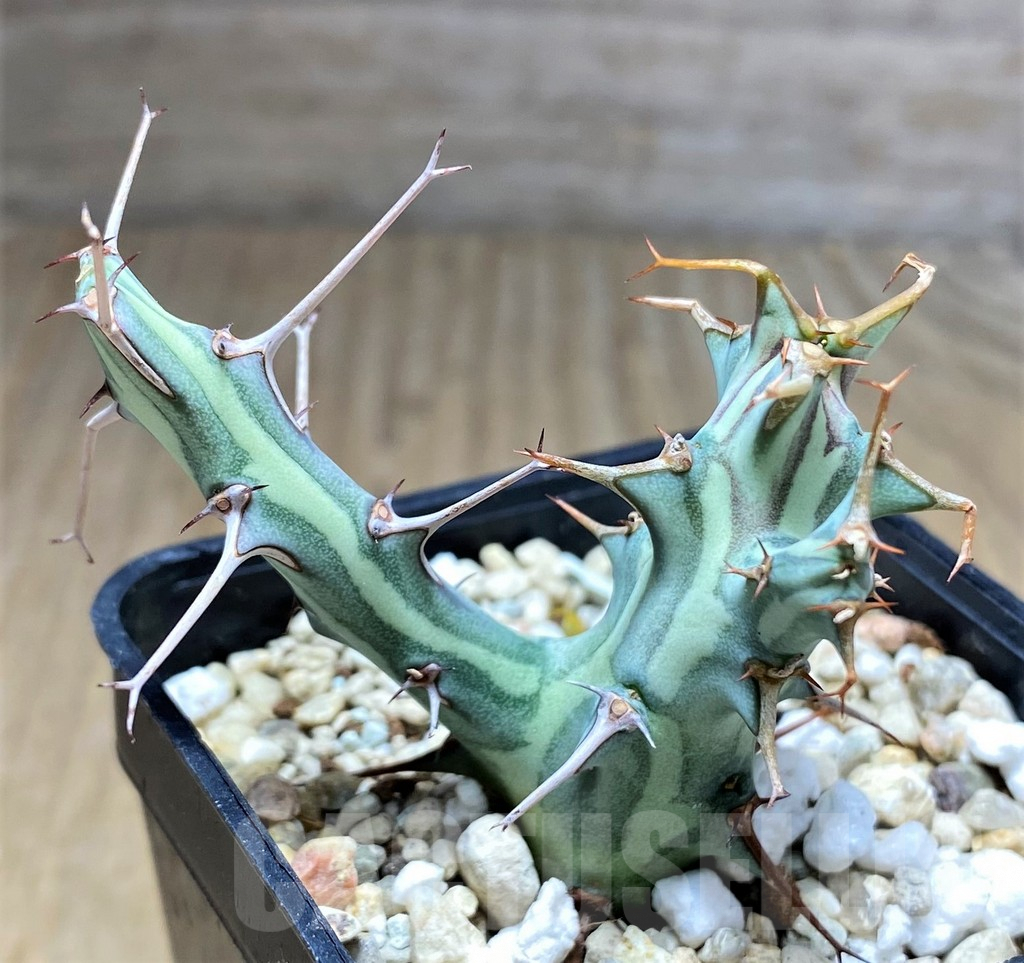 SHPR28703 Euphorbia schizacantha - Image 2