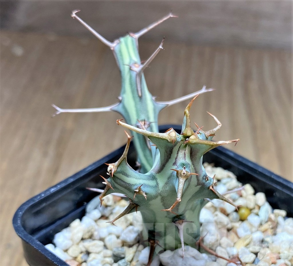 SHPR28703 Euphorbia schizacantha