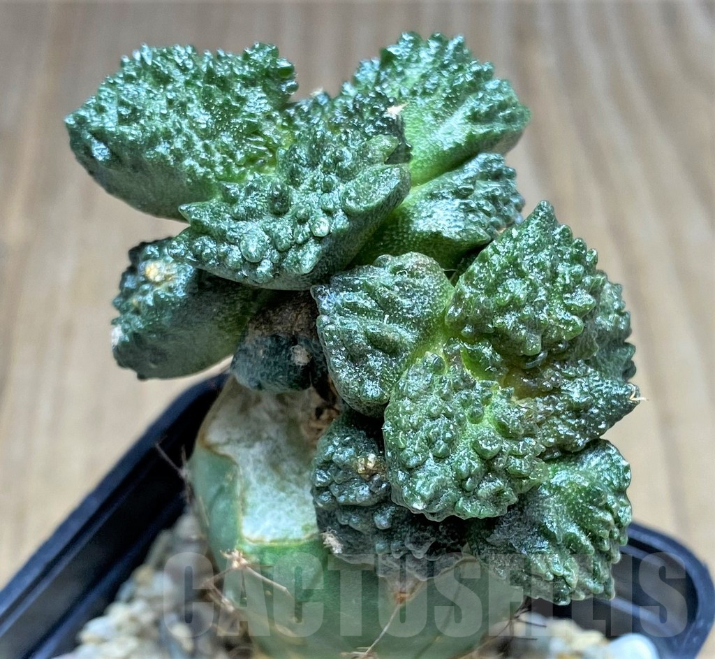SHPR28714 Ariocarpus fissuratus “Godzilla” , grafted - Image 2